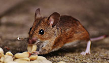 24 Hour & Emergency Exterminators in Pueblo Of Acoma, NM